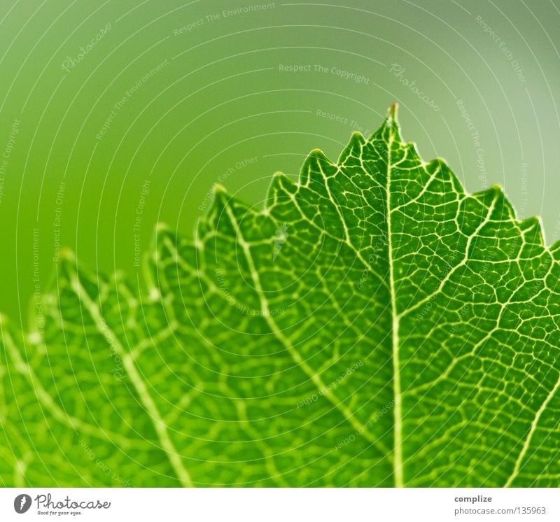 leaf Blatt Gefäße grün Ecke Wurm Pflanze Baum Sträucher Blattadern himmelblau Durchblick Photosynthese Synthese pflanzlich Laubbaum Sommer Frühling gleich Natur