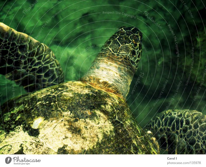 steinalt Schildkröte Wasserschildkröte grün Tier tauchen Findet Nemo Muster Wellen Leben türkis zyan Unterwasseraufnahme wellig Geschwindigkeit