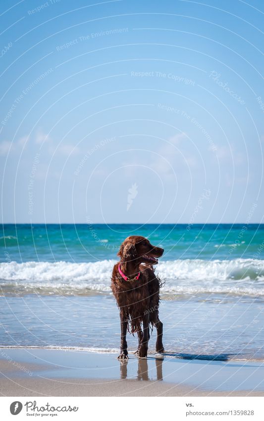 Hund mit Beinen Haustier 1 Tier Schwimmen & Baden Fitness ästhetisch Freundlichkeit Fröhlichkeit frisch Gesundheit maritim niedlich sportlich Freude Glück