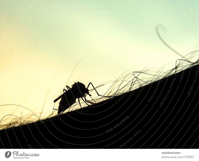 Gemeine Stechmücke stechen saugen Plage Mückenplage Insekt Blut Silhouette Haut Arme Haare & Frisuren Insektenplage Stich Insektenstich