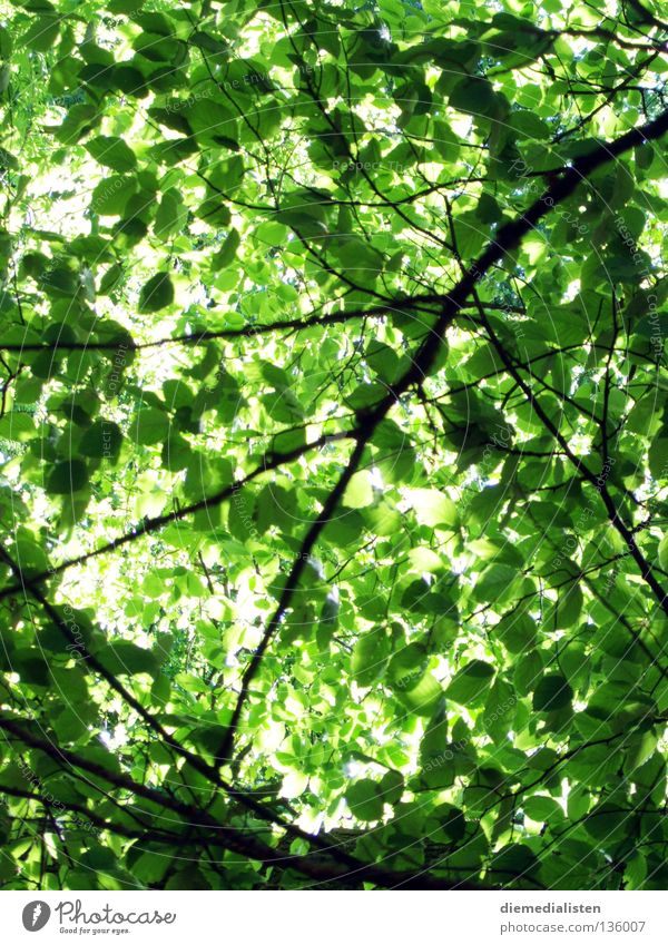 schattenspiel Frühling grün Blatt Baum Dach Schatten