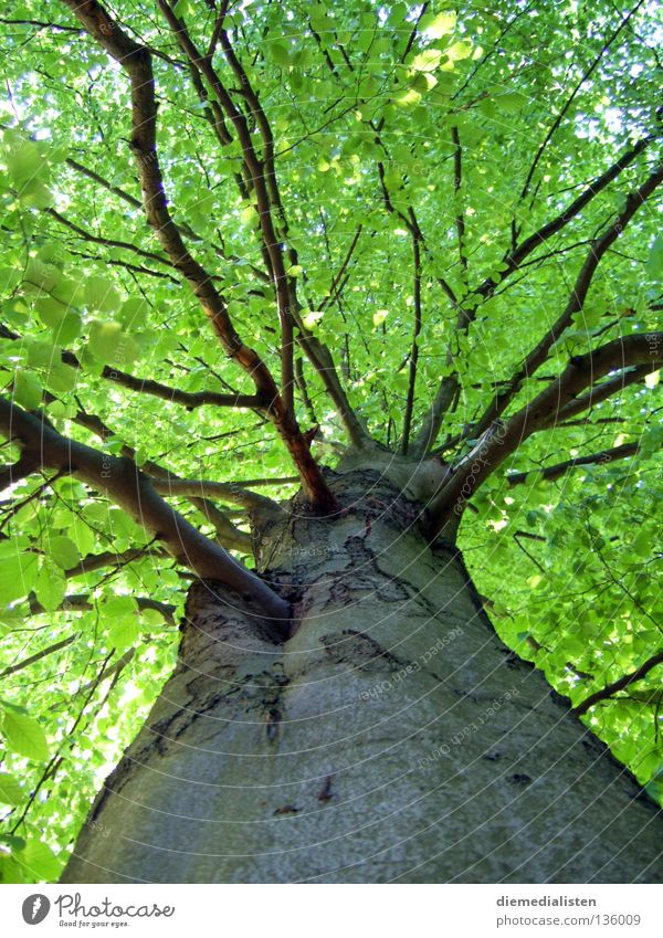 Stammbaum Baum Buche grün Blatt Wald Baumrinde Froschperspektive Baumstamm hoch Natur Ast