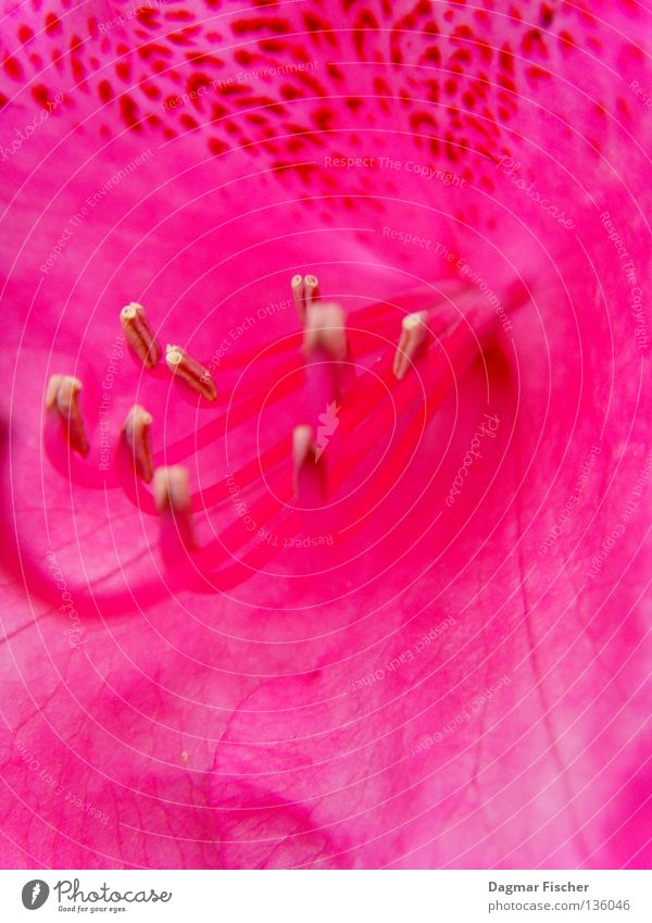 Lady in Pink Farbfoto Nahaufnahme Detailaufnahme Makroaufnahme Textfreiraum oben Textfreiraum unten elegant Design exotisch Freude schön Kosmetik Parfum Leben
