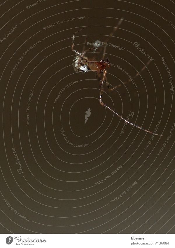 Pfui Spinne! Spinnenbeine lang dünn Spinnennetz hängen abseilen Schweben kleben klein groß Insekt Ekel Gänsehaut niedlich süß Lebewesen Tier Vergänglichkeit