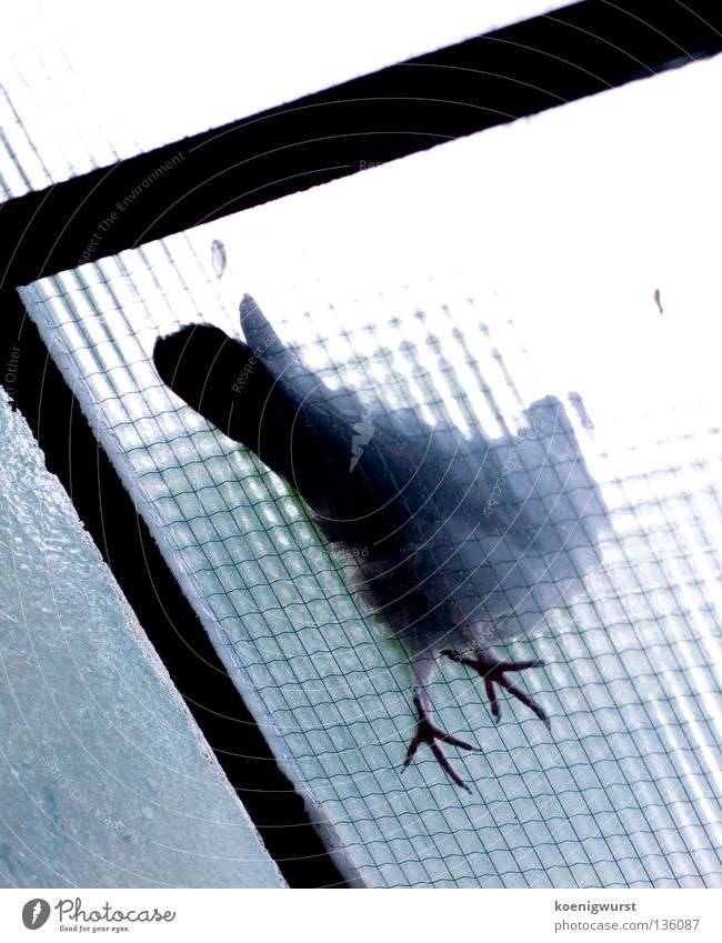 besser ne taube aufm dach als sonstwas Taube Milchglas Froschperspektive Vogel Balkon Glasdach Vergänglichkeit blau Fuß Feder fliegen