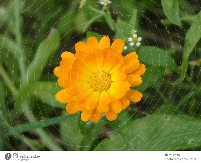 Blume Zoomeffekt Sommer Farbe Sonne