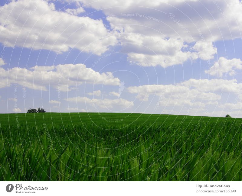 Freiheit II Feld Gras Gerste Baum grün Physik Frühling Kraft frisch saftig Wolken Horizont Sommer Himmel Wärme Natur frei blau