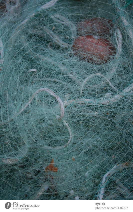 Vernetzt (3. Fang) Seil Nylon Fischernetz Fischereiwirtschaft Meer See Arbeit & Erwerbstätigkeit sortieren durcheinander Knoten Küste trocknen aufhängen