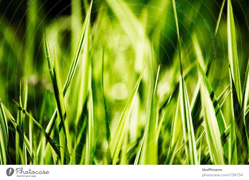 Grün-Weiß-Gras Halm grün weiß Wiese Unschärfe geschnitten Frühling Sommer Makroaufnahme Nahaufnahme rasenmähen Rasen Spitze Sonne Kontrast