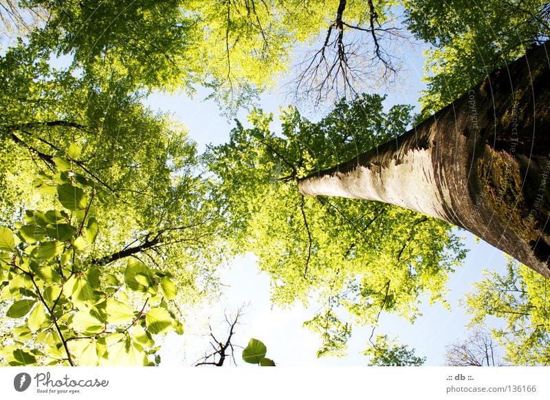.:: MITTEN im WALD ::. Natur Himmel Frühling Baum Wald grün Baumrinde Baumkrone Baumstamm Ast Farbfoto Außenaufnahme Tag Licht Kontrast Sonnenlicht
