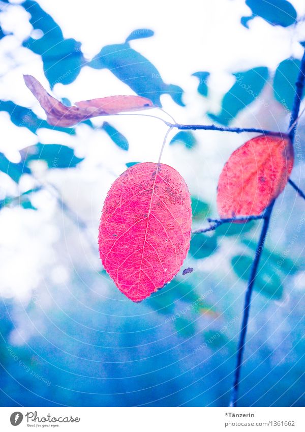 Herbst schön bunt Natur Pflanze Schönes Wetter Baum Blatt Wald ästhetisch frisch blau rot Stimmung achtsam Gelassenheit ruhig Endzeitstimmung Farbe Idylle