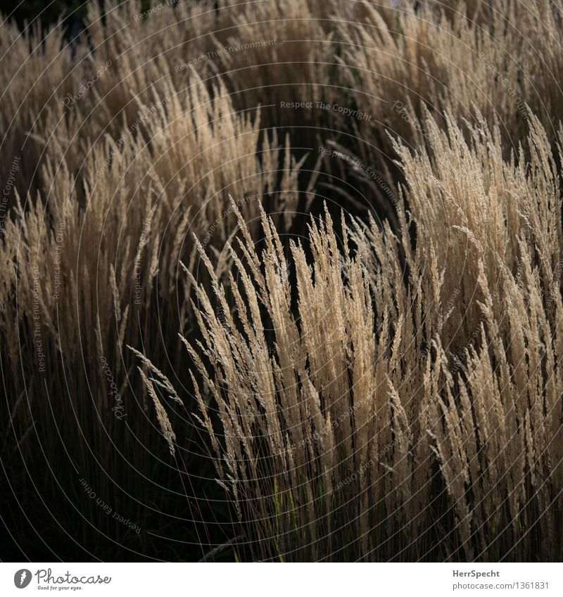 Herbstlicht Pflanze Gras ästhetisch natürlich schön braun schwarz Natur Ziergras Schilfrohr Büschel Garten Park herbstlich Farbfoto Gedeckte Farben