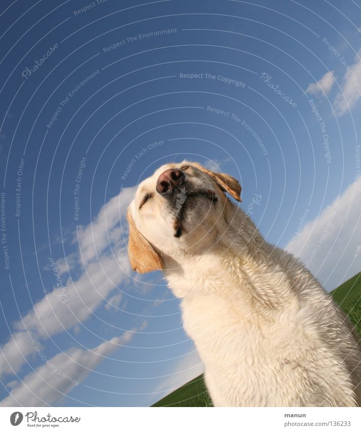 Carpe Diem Wolken himmelblau blond Hund Labrador Sommer erhaben majestätisch ruhig Güte Gelassenheit Ausdauer geduldig Vertrauen Tier weich Schnauze niedlich