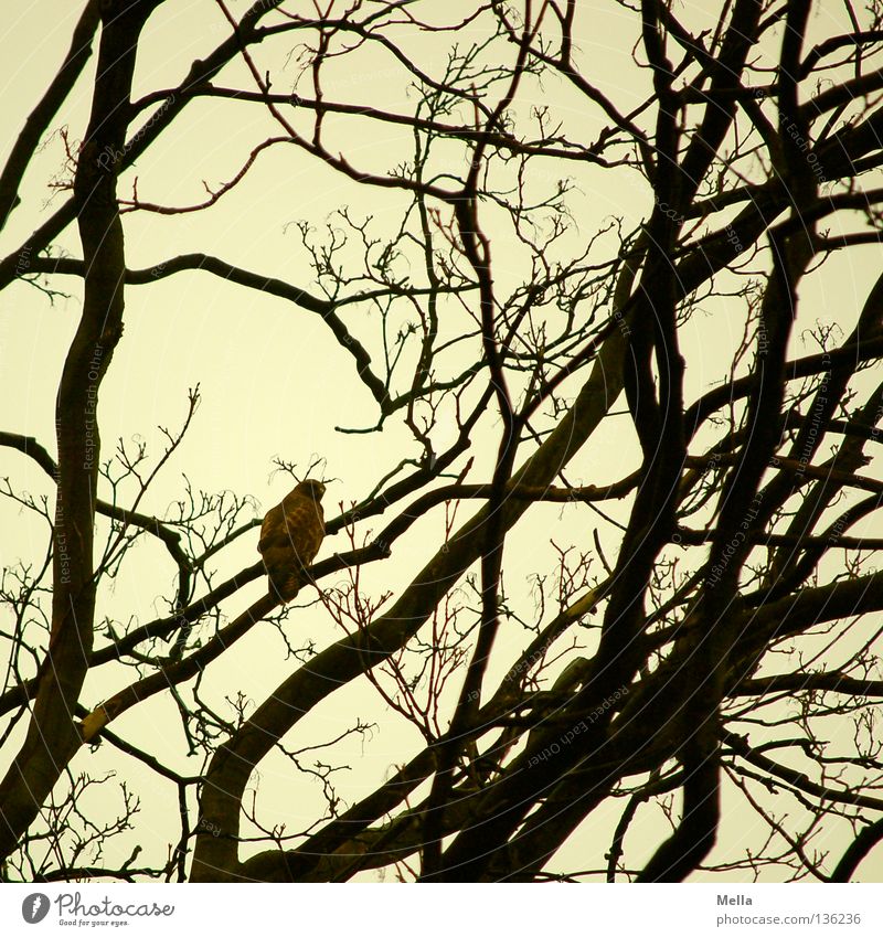 Bussardfrühling II Natur Baum Zweige u. Äste Tier Vogel Mäusebussard 1 sitzen Umwelt Farbfoto Außenaufnahme Tag Silhouette Rückansicht Menschenleer