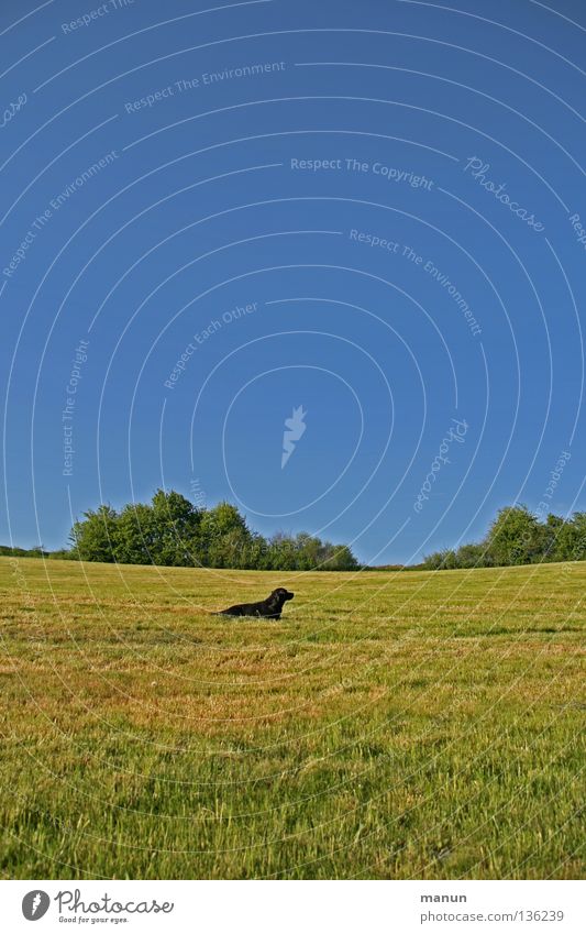 a dog's meadow himmelblau Hund Labrador Frühling Sommer ruhig Gelassenheit Ausdauer geduldig Vertrauen Tier Konzentration grün gelb Wiese Gras atmen Luft