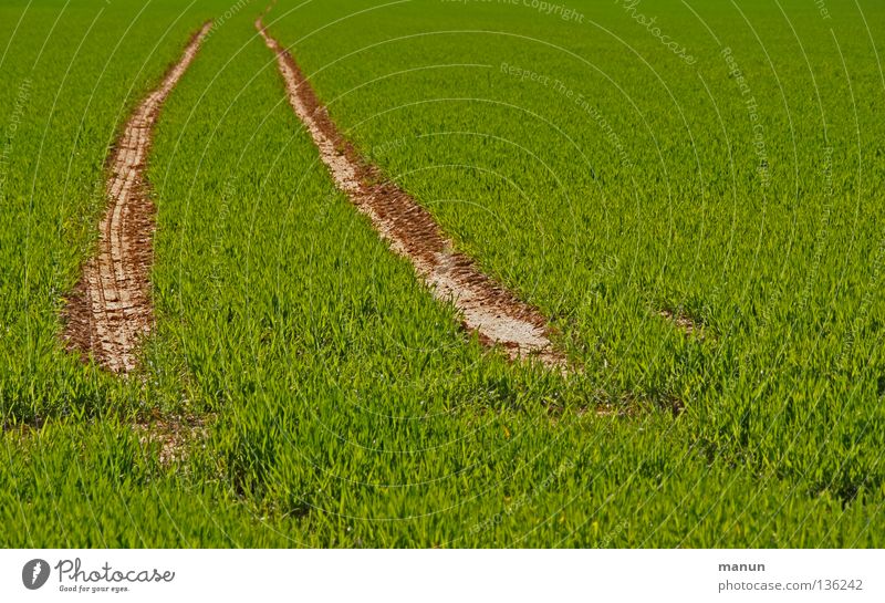 Prägung Getreide Bioprodukte Landwirtschaft Forstwirtschaft Natur Landschaft Erde Frühling Nutzpflanze Weizen wachstumsfördernd Feld Weizenfeld Spuren Furche