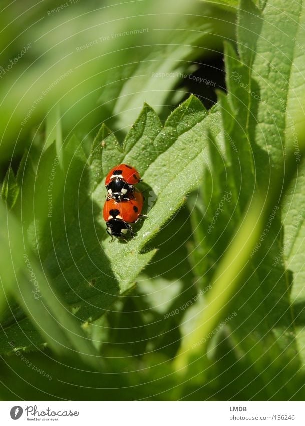 Sex auf Brennesseln fördert die Durchblutung! Marienkäfer rot grün Gras schwarz Brennnessel Blatt Halm gefährlich Insekt Frühlingsgefühle Käfer Punkt Zacken