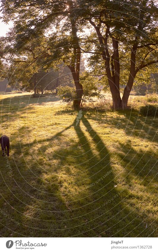 gegenlichthündin als randerscheinung wandern Umwelt Natur Landschaft Pflanze Tier Herbst Baum Gras Haustier Hund 1 blau braun gelb gold grün schwarz