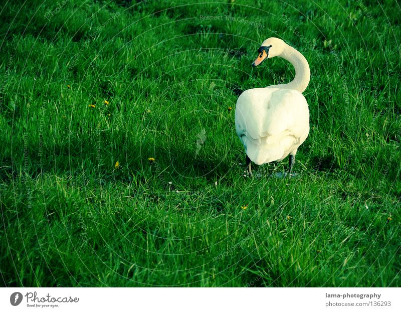 Ich hab auch Augen..du ARSCH! Schwan Höckerschwan Gans watscheln Wiese Gras elegant weiß Tier Schnabel Hinterteil Schwanz drehen Blick spannen laufen Vogel
