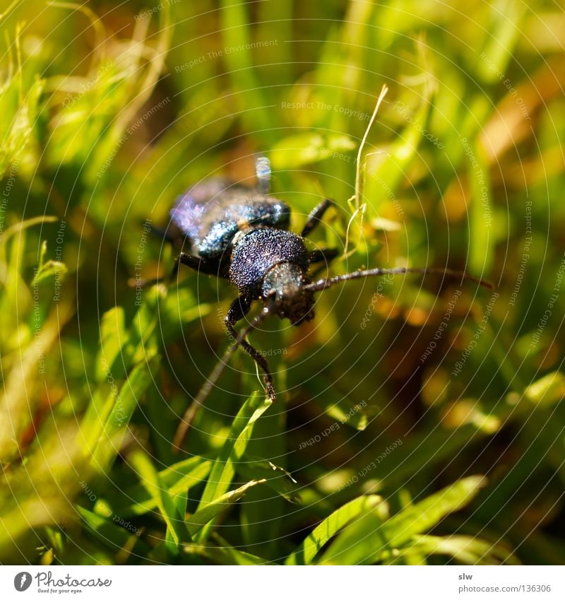 Coleoptera grün schwarz Makroaufnahme Gras krabbeln Insekt Fühler Käfer blau