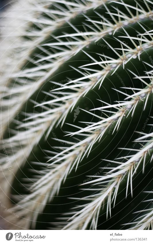 [YT=QCKhz2r3vn8] Kaktus Pflanze grün trocken Streifen Furche Afrika Wüste pieks kaktee Stachel Leben Spitze Schmerz usw usf