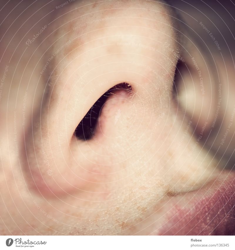 Näschen Geruch Nasenloch atmen Atem Luft Sauerstoff Nasensekret Nasenhaar Sommersprossen Leitersprosse Anatomie Schleimhaut Flimmerhärchen Organ Nasenbluten
