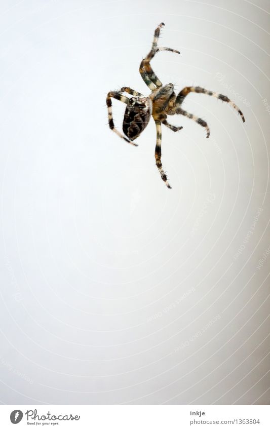 schattenlos Fassade Tier Wildtier Spinne 1 hängen krabbeln dünn Ekel klein braun weiß Gefühle Vor hellem Hintergrund oben Spinnenbeine Farbfoto Außenaufnahme