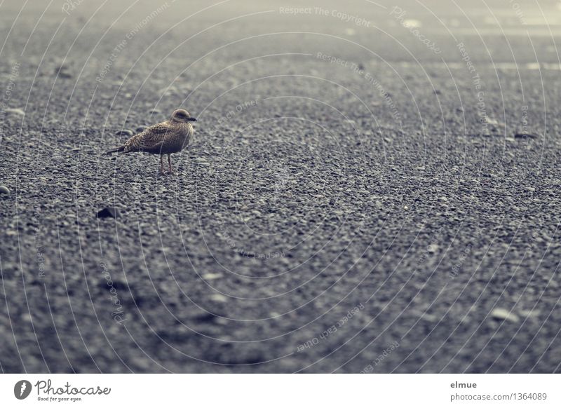 Kommt noch was? Strand Island Vogel Möwe beobachten stehen Wachsamkeit ruhig Selbstbeherrschung Neugier Angst Schüchternheit Misstrauen Abenteuer Partnerschaft
