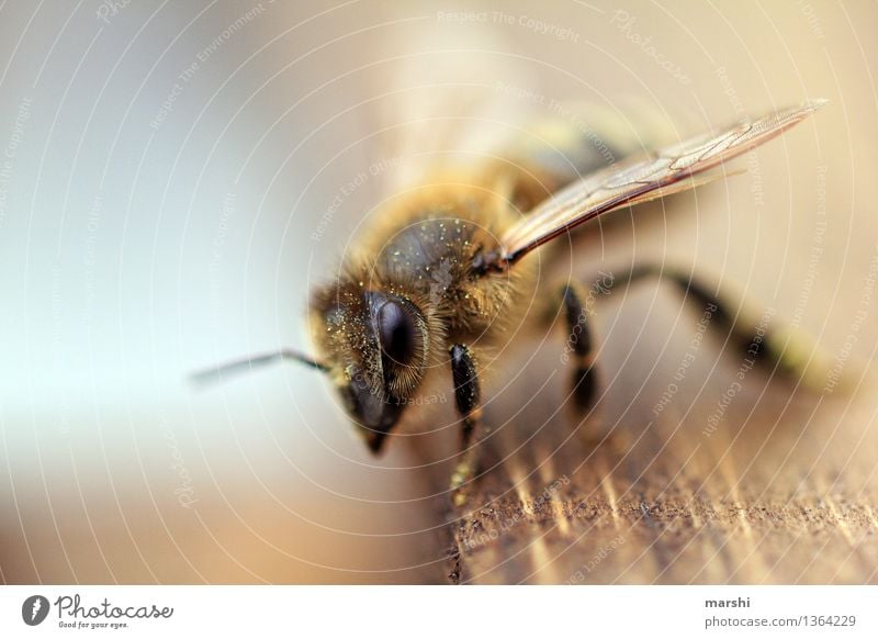 Bienchen Natur Tier Garten Nutztier Wildtier Biene 1 Stimmung Artenschutz Flügel Unschärfe Honigbiene Imker Farbfoto Außenaufnahme Nahaufnahme Detailaufnahme