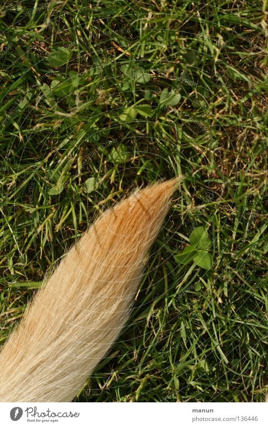 Ein Stück Hund III Gras Wiese Schwanz Angelrute Fell blond grün Labrador gelb Blatt Tier Frühling Sommer ruhig Kleeblatt Pinsel Säugetier Makroaufnahme