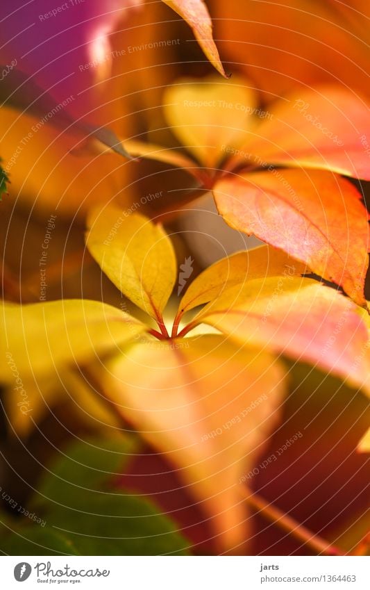 herbstgold Pflanze Herbst Schönes Wetter Sträucher Blatt Grünpflanze frisch hell natürlich orange rot Natur Weinblatt Farbfoto mehrfarbig Außenaufnahme