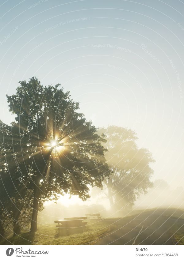 Sonnenaufgang im Nebel am Deich mit Baum und Rastplatz Nebelschleier Nebelschwaden Morgennebel Morgennebel im Herbst Sonnenlicht morgenlicht Dunst dunstig