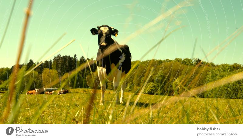 i am chicken Kuh Haustier Nutztier Steak Vogelsberg grün Sommer Frühling Jahreszeiten Natur Perspektive Farbe