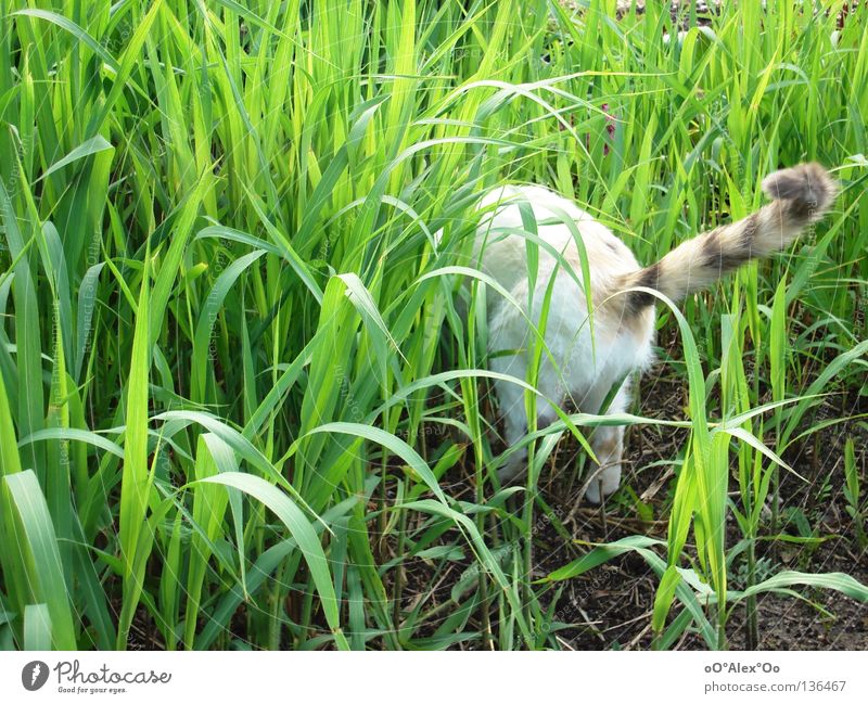 suchend Tier Frühling Gras Sträucher Katze grün Suche Hinterteil Farbfoto