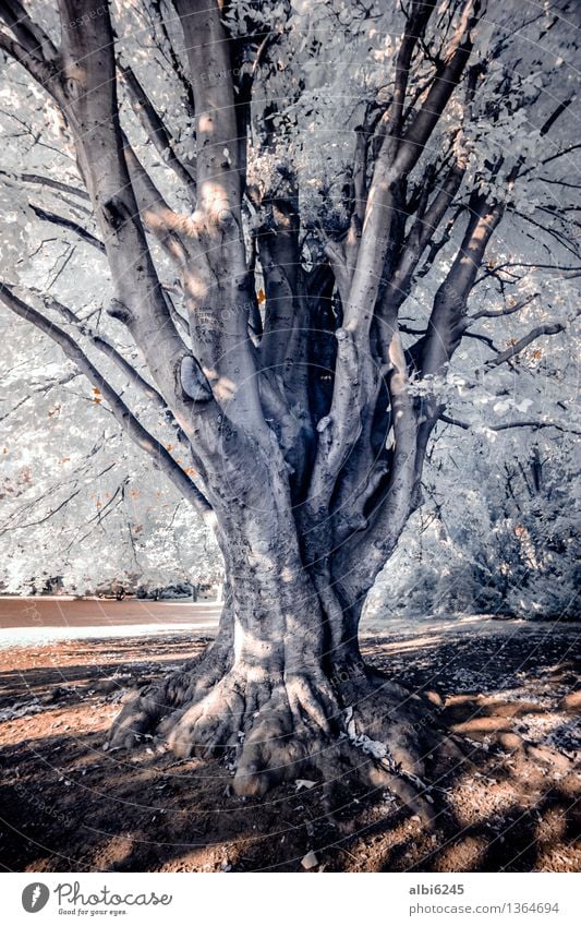 Knorriger Baum Leben harmonisch Natur Landschaft Tier exotisch Park Wald Urwald Holz alt Blühend Erholung genießen tragen ästhetisch dunkel gigantisch stark