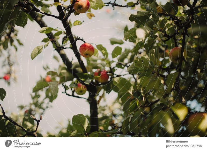 . Lebensmittel Frucht Apfel Ernährung Bioprodukte Natur Sommer Herbst Baum Wachstum Erntehelfer Apfelbaum Apfelernte Herbstbeginn Blatt saftig lecker biologisch