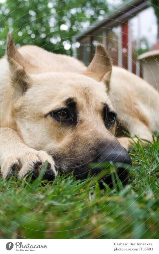 Watchdoggy Style Hund Trauer Gras Halbschlaf Hundeblick Wiese bewachen Dieb Einbruch Kontrolle ruhig Streicheln Treue Säugetier liegen Blick Traurigkeit