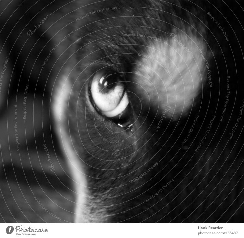 Das fliegende Wurstbrot Hund Hundeblick Husky Tier Pupille Fell Reflexion & Spiegelung Wachsamkeit Säugetier Makroaufnahme Nahaufnahme Schwarzweißfoto Auge
