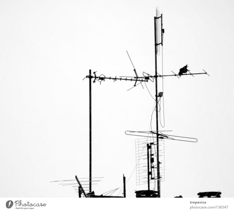 antenne Antenne Dach Fernsehen Horizont Baum Vogel Wellen Haus Rabenvögel Silhouette Dachantenne Schwarzweißfoto Signal Blick Metall