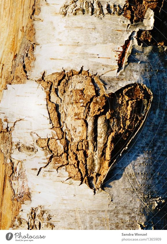 Baumherz Umwelt Natur Holz Zeichen Herz Sympathie Liebe Verliebtheit Romantik Farbfoto Außenaufnahme abstrakt Muster Strukturen & Formen Menschenleer Tag