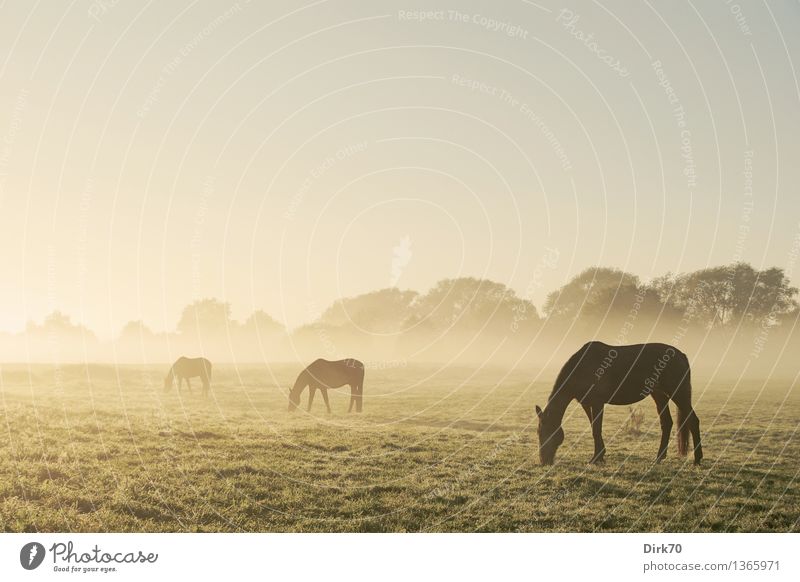 Drei Pferde, gestaffelt und im Dunst verschwindend Gruppe Tiergruppe grasen grasend Silhouette silhouetten Profil Morgen Morgendämmerung morgenlicht Nebel