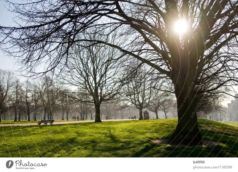 Gegenlichtpark Park Morgen verschlafen Nebel Wiese frisch grün saftig Stadtzentrum Gras Baum ruhig Menschenleer Einsamkeit Frieden Garten leicht neblig