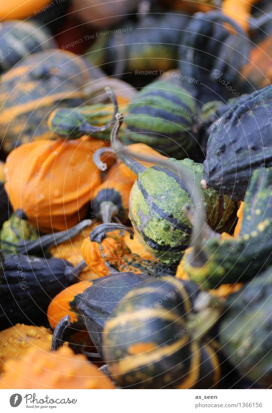 Kürbisse kaufen exotisch Leben Sinnesorgane Erntedankfest Halloween Umwelt Natur Pflanze Herbst Nutzpflanze leuchten liegen authentisch rund viele grün orange