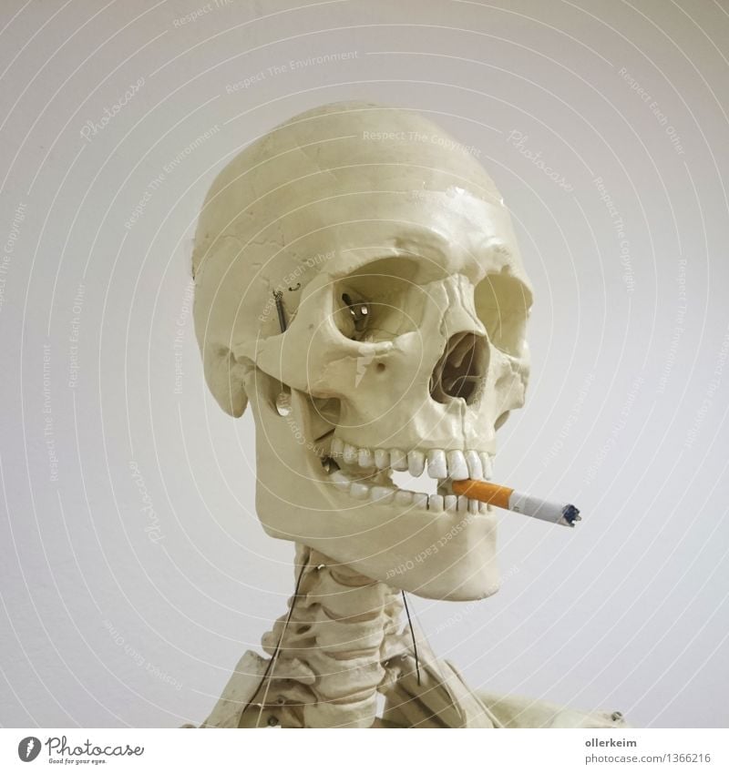 Skelett - Raucher II Gesundheit Rauchen Mensch Körper Kopf Zigarette bedrohlich genießen Zähne Gebiss Schädel Farbfoto Innenaufnahme Detailaufnahme Freisteller
