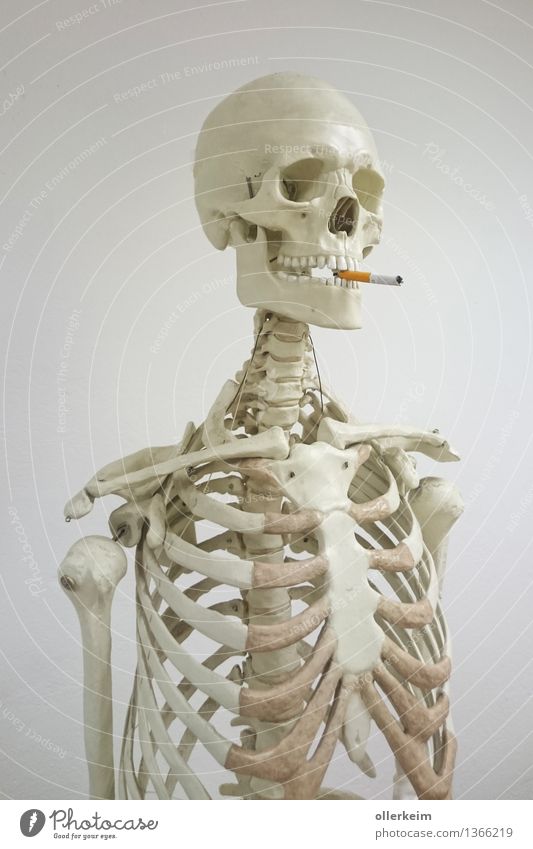 Skelett - Raucher I Gesundheit Rauchen Mensch Körper Kopf Gesicht Zigarette bedrohlich genießen Oberkörper Schädel Farbfoto Innenaufnahme Menschenleer