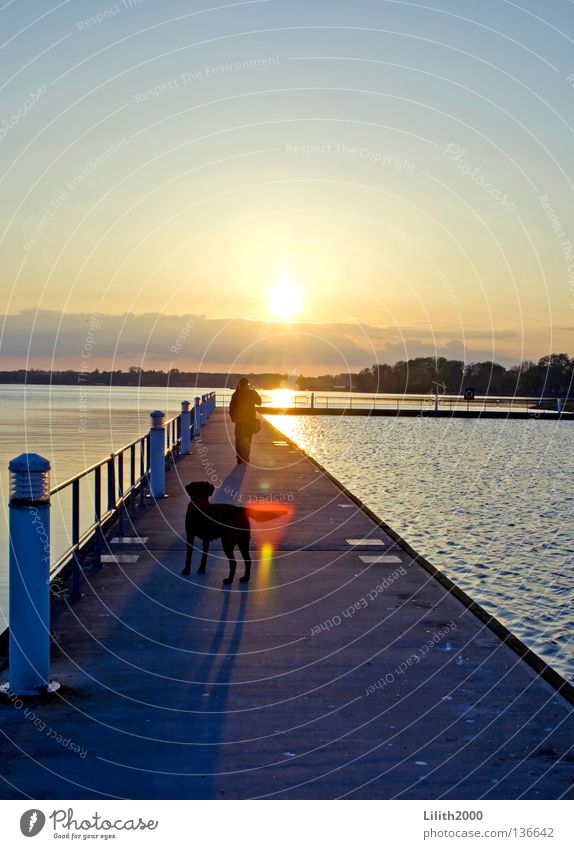 Der Abendhund Hund Steg Meer See schwarz Sonnenuntergang gelb Ferne Horizont Gegenlicht blenden Himmelskörper & Weltall Wege & Pfade Wasser Schatten Mensch
