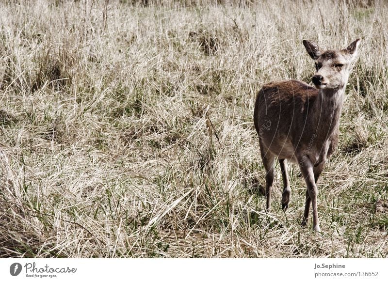 miezekatze V Sommer Natur Tier Wildtier wild Vorsicht Schüchternheit Bambi Hirsche Reh Steppe Ödland Säugetier sika-hirsch zutraulich Dürre trocken