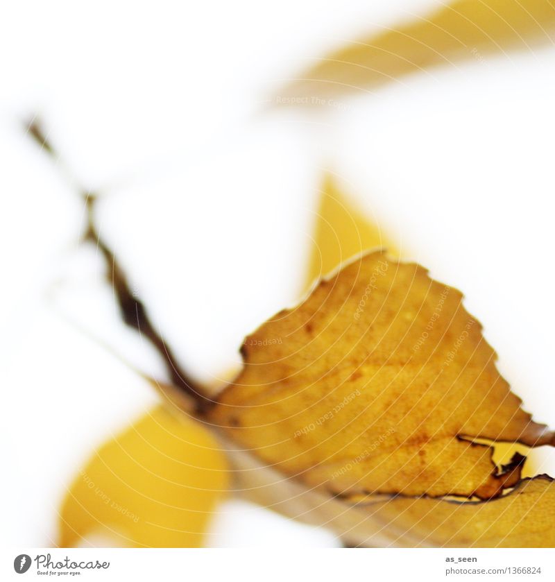 Fallin´ leaves harmonisch Erntedankfest Kunst Umwelt Natur Pflanze Herbst Blatt Garten Park fliegen ästhetisch hell natürlich trocken braun gelb Gefühle