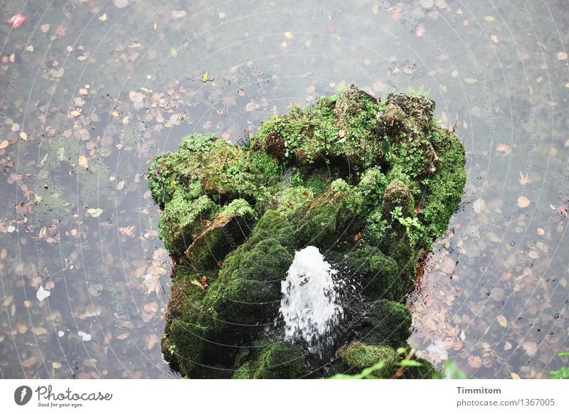 Spieltrieb | von oben kieken. Pflanze Urelemente Wasser Park Brunnen Stein natürlich grün Vogelperspektive Moos sprudelnd Blatt Farbfoto Außenaufnahme