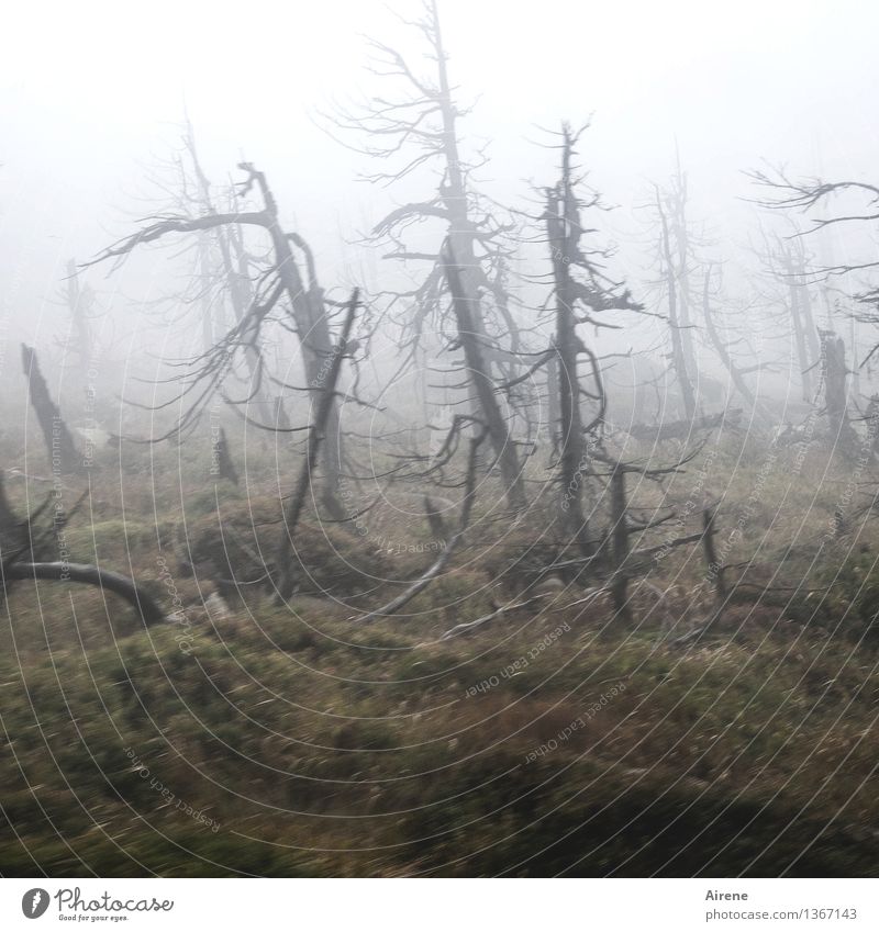 Gestalten Nebel Baum Wetter schlechtes Wetter Baumstumpf Wald Berge u. Gebirge Brocken Harz Geister u. Gespenster bedrohlich dunkel gruselig wild grau Angst
